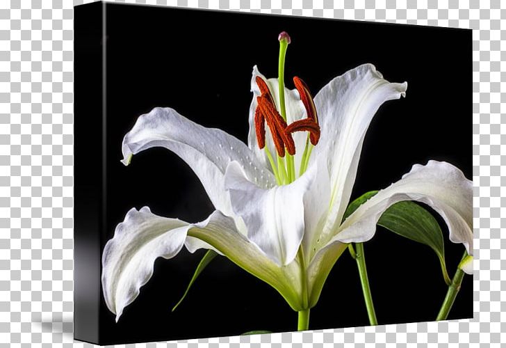Still Life Painting Canvas Print Tiger Lily PNG, Clipart,  Free PNG Download