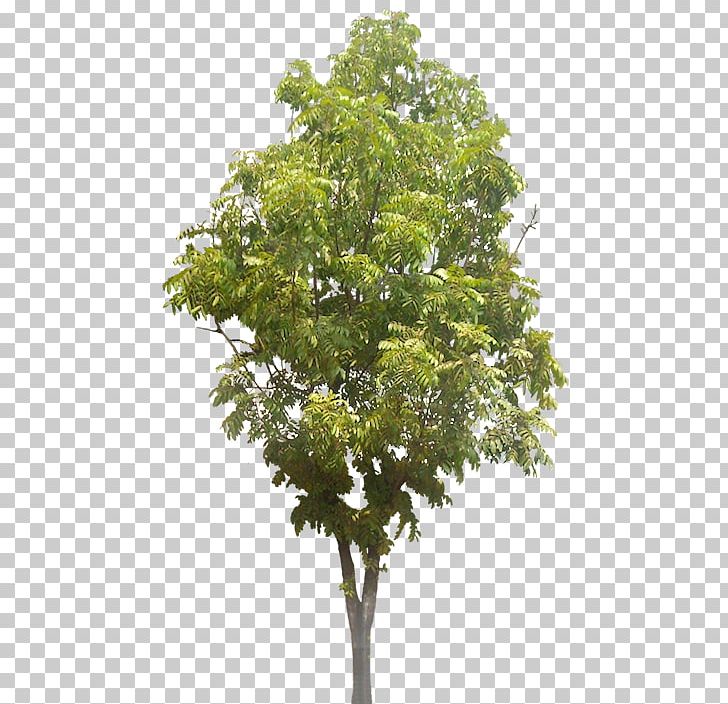 Tree Arecaceae Landscape Architecture PNG, Clipart, Architecture, Arecaceae, Azadirachta, Branch, Landscape Free PNG Download