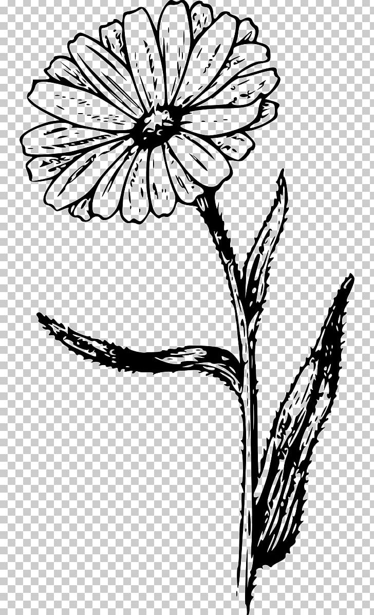 Calendula Officinalis Marigold PNG, Clipart, Artwork, Black And White, Branch, Daisy Family, Flower Free PNG Download