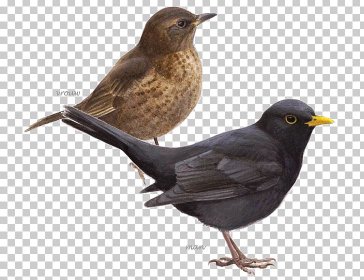 Common Blackbird Grenzeloos Vogels Kijken: In Een Jaar De Wereld Rond House Sparrow BirdLife Netherlands PNG, Clipart, Animals, Beak, Bird, Birdlife Netherlands, Birdwatching Free PNG Download