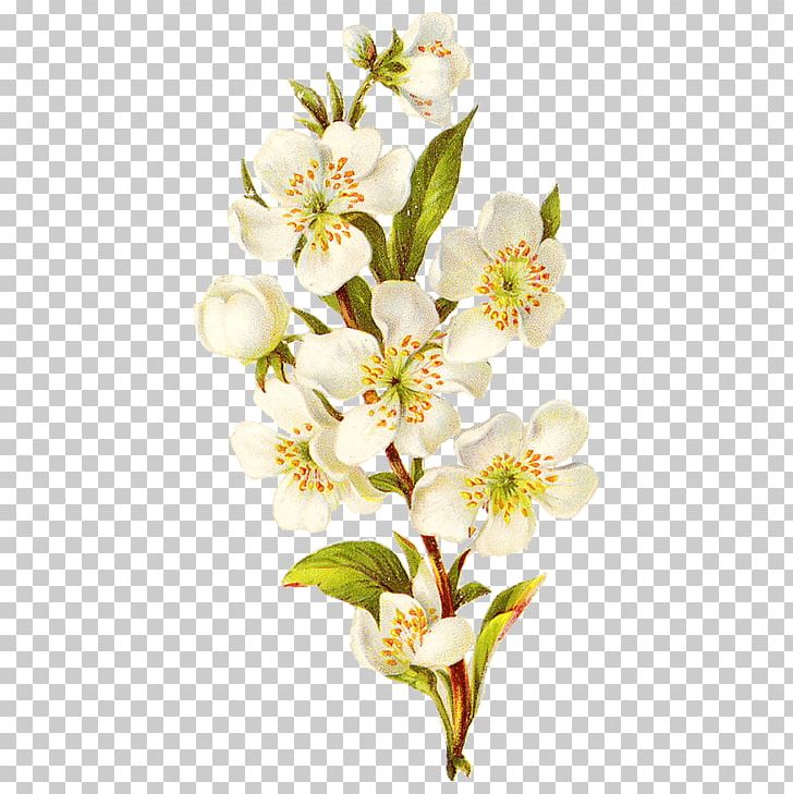 Flower Botanical Illustration Painting Botany PNG, Clipart, Art, Bee, Blossom, Botanical Illustration, Botany Free PNG Download