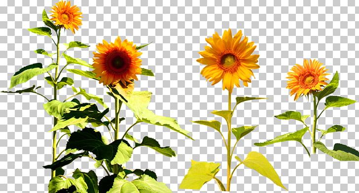 Four Cut Sunflowers Common Sunflower Two Cut Sunflowers PNG, Clipart, Abstract Pattern, Annual Plant, Christmas Decoration, Chrysanthemum, Daisy Family Free PNG Download