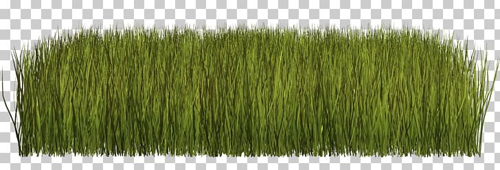 Grass Portable Network Graphics Herbaceous Plant Lawn PNG, Clipart, Cim, Grass, Grasses, Grass Family, Herbaceous Plant Free PNG Download