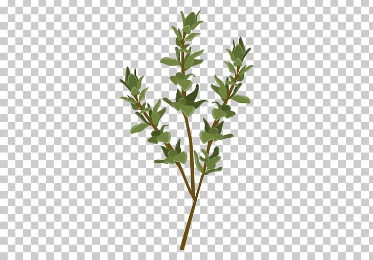Herb Graphics Portable Network Graphics Thyme Spice PNG, Clipart, Branch, Fines Herbes, Herb, Leaf, Leafs Free PNG Download