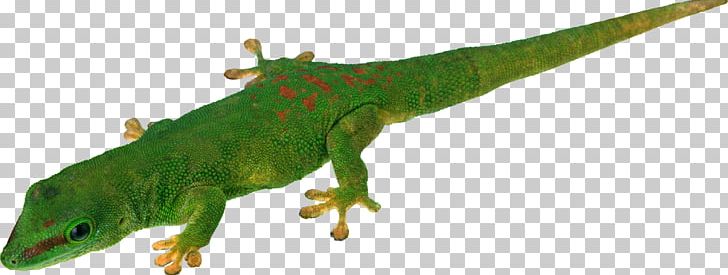 Lizard Common Iguanas Reptile PNG, Clipart, Animal Figure, Animals, Computer Icons, Cut Copy And Paste, Digital Image Free PNG Download