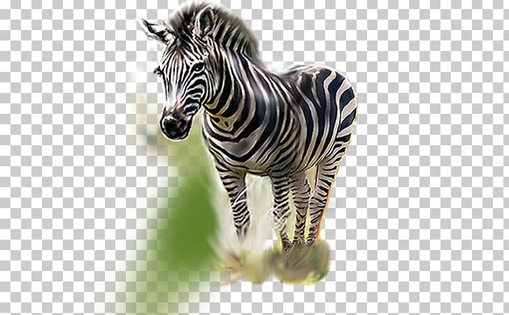 Quagga Zebra Animal PNG, Clipart, Ani, Animals, Art, Cartoon Zebra Crossing, Download Free PNG Download