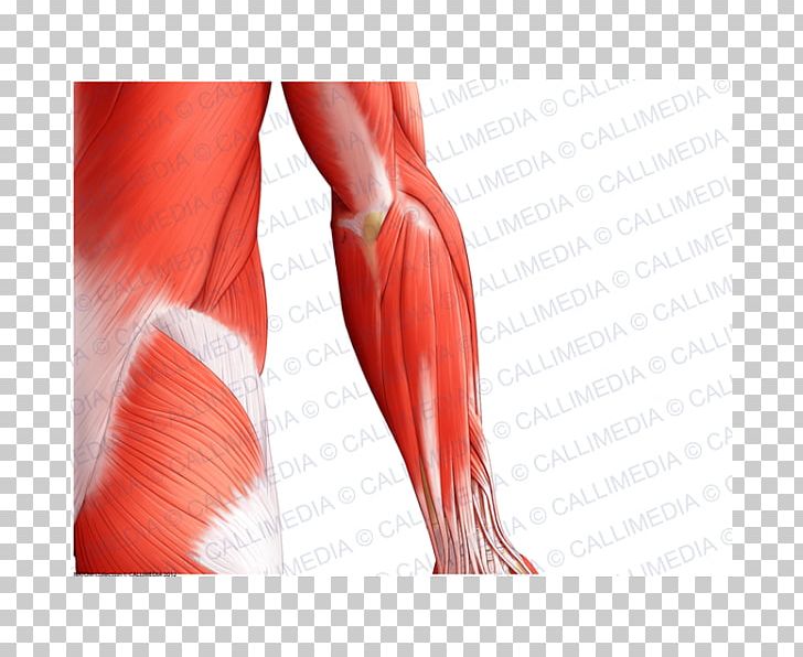 Thumb Elbow Muscle Shoulder Forearm PNG, Clipart, Abdomen, Anatomy, Arm, Blood Vessel, Calf Free PNG Download