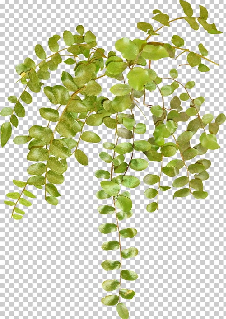 Vine Herbaceous Plant PNG, Clipart, Art, Branch, Clip Art, Computer Icons, Designer Free PNG Download