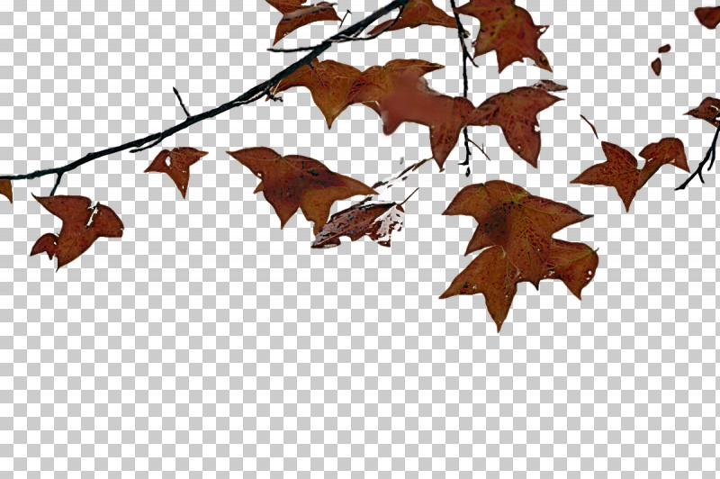 Leaf M-tree Bat-m Branching Tree PNG, Clipart, Batm, Biology, Branching, Leaf, Mtree Free PNG Download