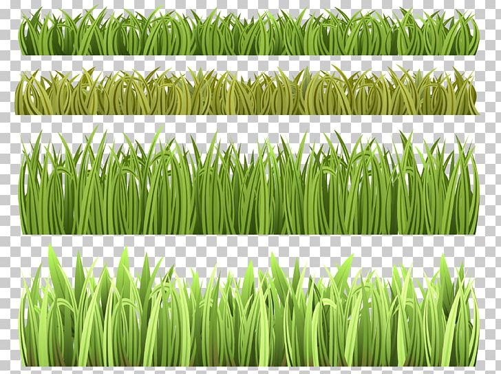 Grass Plant Stem Color PNG, Clipart, Chrysopogon Zizanioides, Color, Commodity, Computer Icons, Crop Free PNG Download