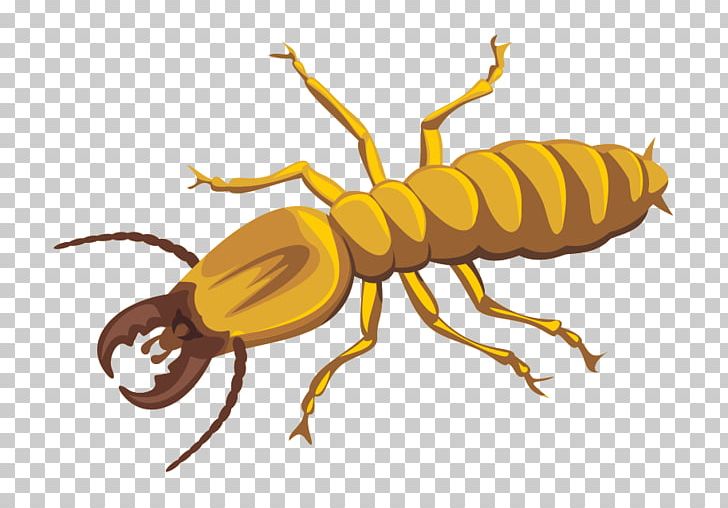Termite Fountain Hills Pest Control PNG, Clipart, Arthropod, Exterminator, Fly, Fotosearch, Fountain Hills Free PNG Download
