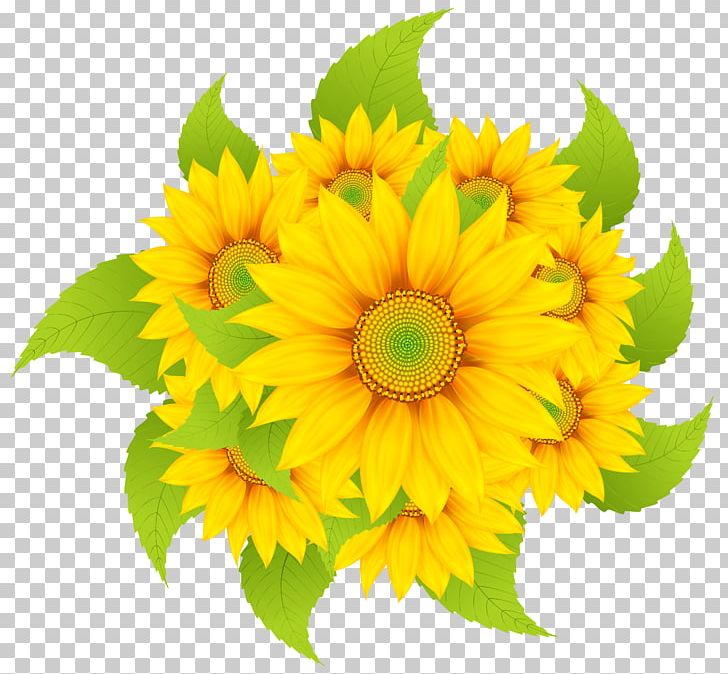 Common Sunflower PNG, Clipart, Annual Plant, Artificial Flower, Chrysanths, Common Daisy, Common Sunflower Free PNG Download