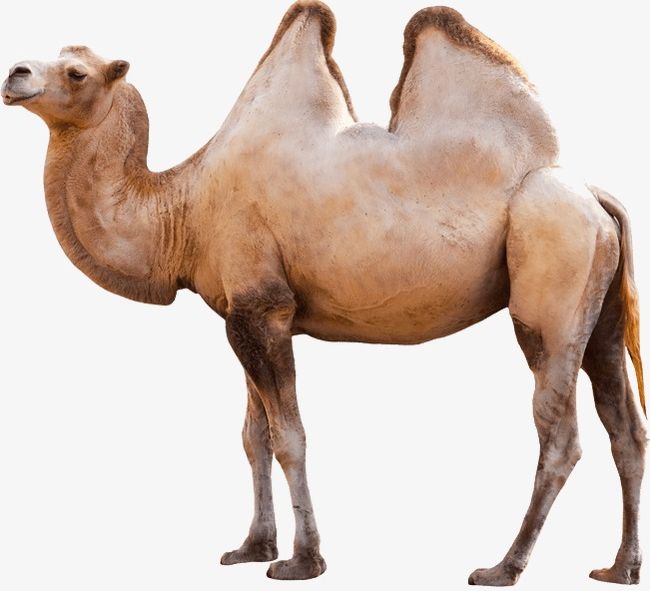Camel PNG, Clipart, Africa, Animal, Arabia, Brown, Camel Free PNG Download