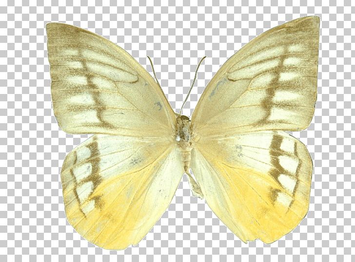 Clouded Yellows Brush-footed Butterflies Silkworm Butterfly Pieridae PNG, Clipart, Arthropod, Bombycidae, Brush Footed Butterflies, Brush Footed Butterfly, Butterfly Free PNG Download