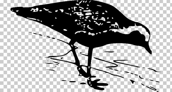 Golden Retriever Bird Labrador Retriever Plover PNG, Clipart, American Golden Plover, Art, Beak, Bird, Bird Nest Free PNG Download