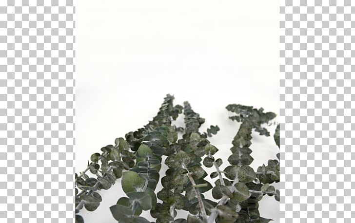 Military Camouflage Tree PNG, Clipart, Camouflage, Eukalyptus, Military, Military Camouflage, Miscellaneous Free PNG Download