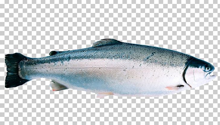 Norway Rainbow Trout Fjord Cod PNG, Clipart, Barramundi, Bony Fish, Cod, Coho, Farm Free PNG Download