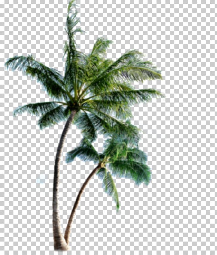 Phi Phi Islands Palm Islands Eleuthera PNG, Clipart, Arecaceae, Arecales, Artificial Island, Branch, Coconut Free PNG Download