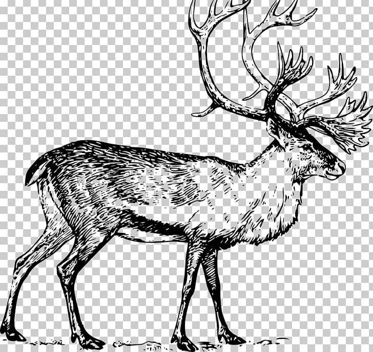 Boreal Woodland Caribou Deer Drawing PNG, Clipart, Animals, Antler, Art, Black And White, Boreal Woodland Caribou Free PNG Download