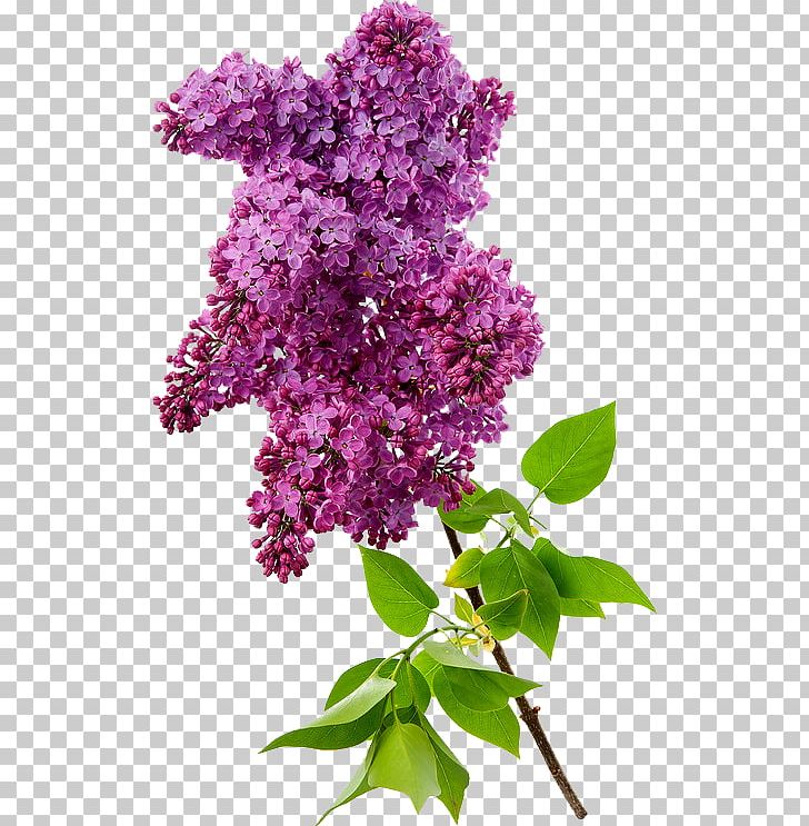 Common Lilac Photography PNG, Clipart, Clip Art, Common Lilac, Computer Graphics, Cut Flowers, Flower Free PNG Download