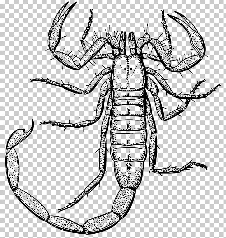 Scorpion Drawing PNG, Clipart, Arthropod, Artwork, Black And White, Coloring Book, Crab Free PNG Download