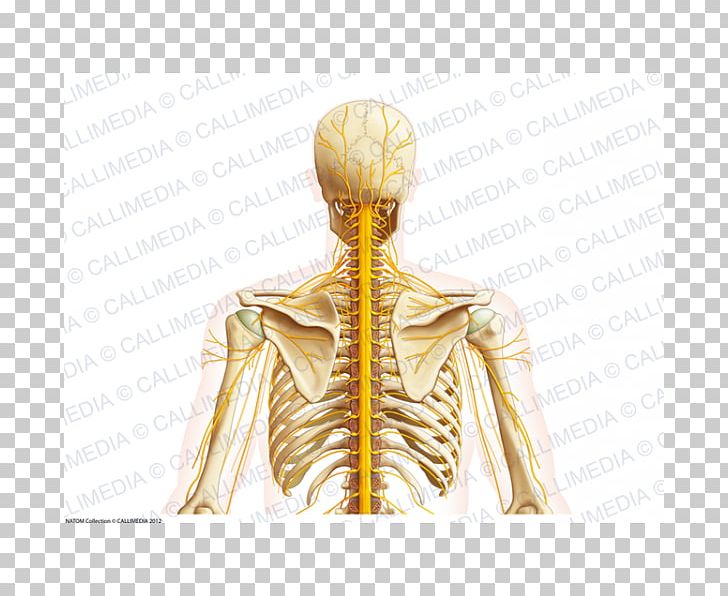 Shoulder Nerve Muscle Neck Thorax PNG, Clipart, Anatomy, Arm, Dermatome, Head, Head And Neck Anatomy Free PNG Download