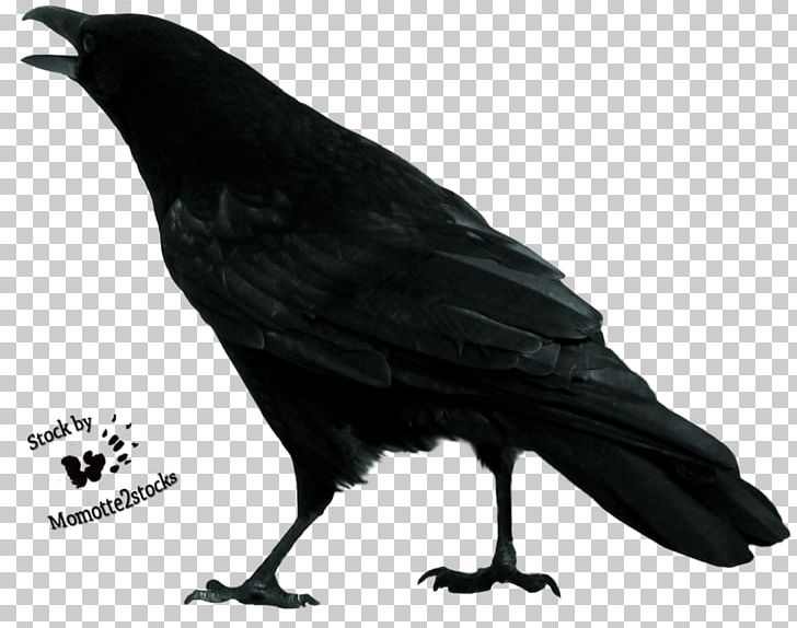 Bird Sketch PNG, Clipart, American Crow, Animal, Art, Beak, Bird Free PNG Download