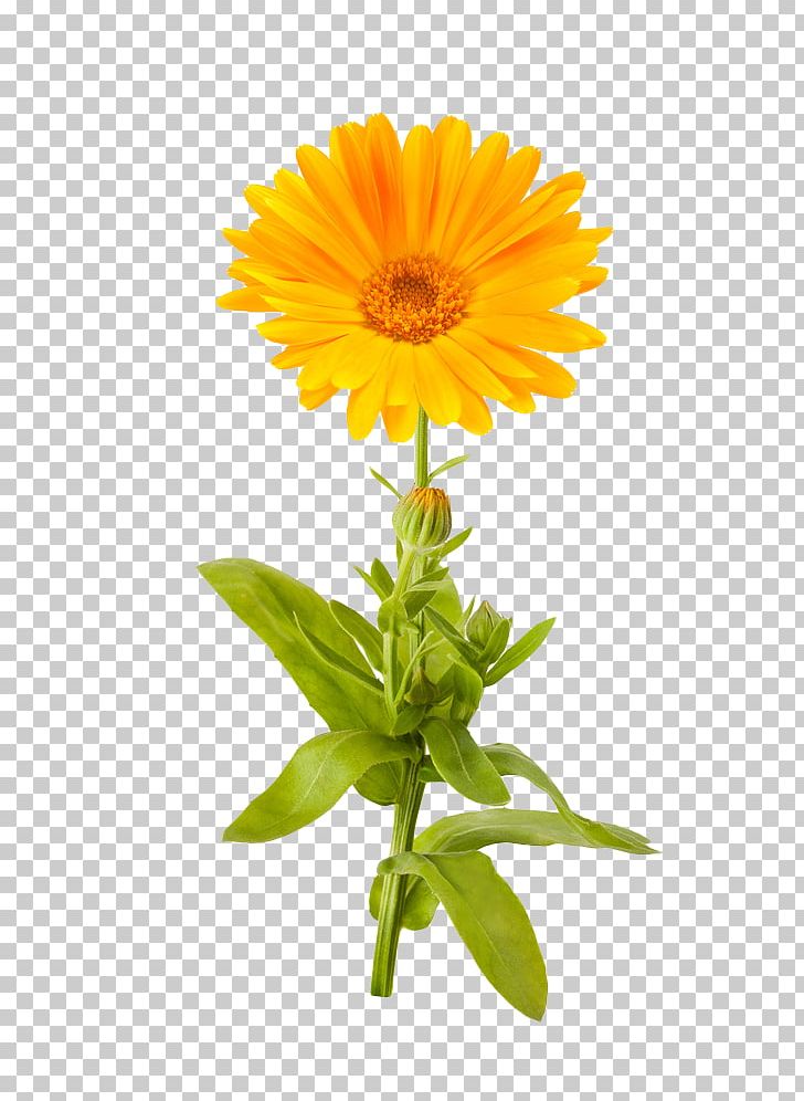 Calendula Officinalis Mexican Marigold Flower Stock Photography PNG, Clipart, Annual Plant, Calendula, Calendula Officinalis, Cut Flowers, Daisy Free PNG Download