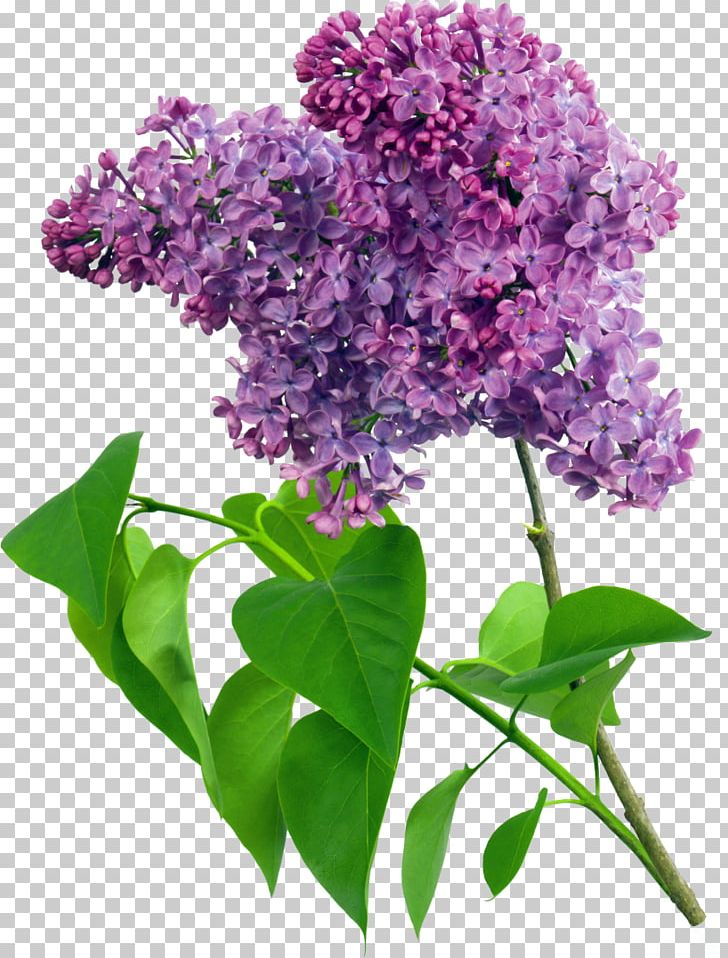Common Lilac Flower Violet PNG, Clipart, Blue, Branch, Color, Common Lilac, Cut Flowers Free PNG Download