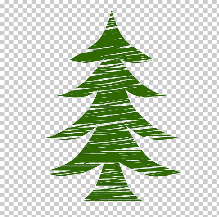 Nordmann Fir Pine Tree Evergreen PNG, Clipart, Christmas, Christmas Decoration, Christmas Ornament, Christmas Tree, Conifer Free PNG Download