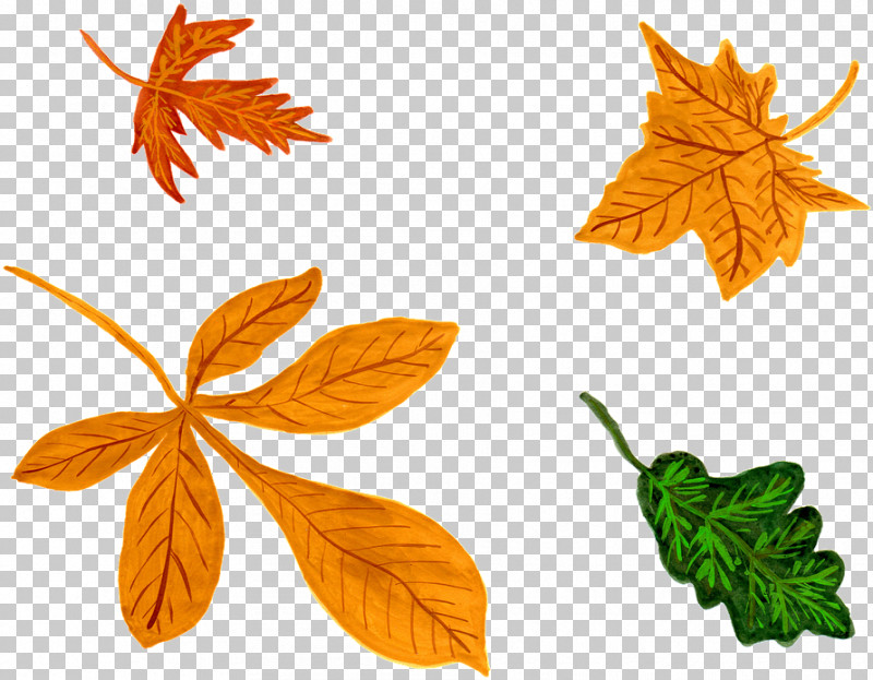 Maple Leaf PNG, Clipart, Black Maple, Flower, Leaf, Maple Leaf, Plant Free PNG Download