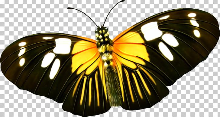 Butterfly Yellow Insect PNG, Clipart, Arthropod, Brush Footed Butterfly, Butterflies, Butterfly, Butterfly Group Free PNG Download