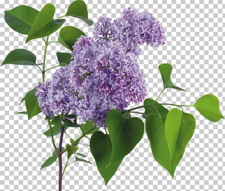Lilac LiveInternet PNG, Clipart, Digital Image, Flower, Flowering Plant, Information, Lilac Free PNG Download