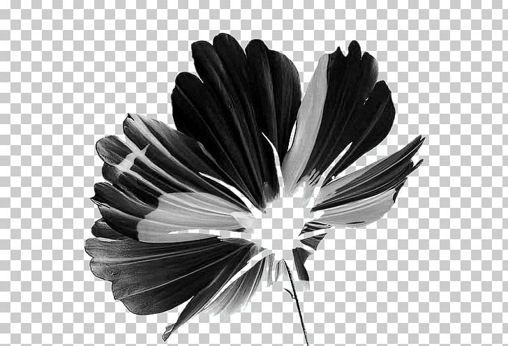 Black And White Petal Flower PNG, Clipart, Black, Black And White, Color, Flower, Flower Flower Free PNG Download