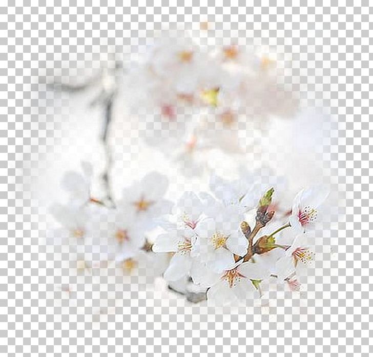 Blossom Flower Bouquet Honey Desktop PNG, Clipart, Apple Blossom, Blossom, Branch, Cherry Blossom, Computer Wallpaper Free PNG Download