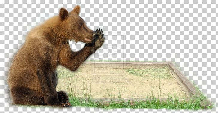 Grizzly Bear Sony Cyber-shot DSC-H10 Brown Bear PNG, Clipart, 25 January, Art, Bear, Brown Bear, Carnivoran Free PNG Download