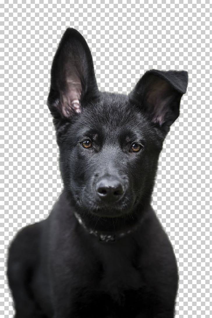 Patterdale Terrier Australian Kelpie Rare Breed (dog) Dog Breed Sporting Group PNG, Clipart, All About German Shepherds, Australia, Australian Kelpie, Australians, Breed Free PNG Download