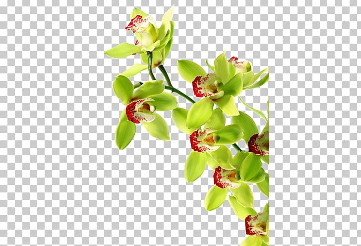 Orchids Green Orchid Growing Tiger Orchid Boat Orchid PNG, Clipart, American Orchid Society, Blossom, Bluegreen, Boat Orchid, Branch Free PNG Download