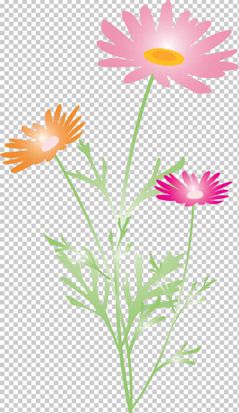 Marguerite Flower Spring Flower PNG, Clipart, African Daisy, Camomile, Chamomile, Daisy, Daisy Family Free PNG Download