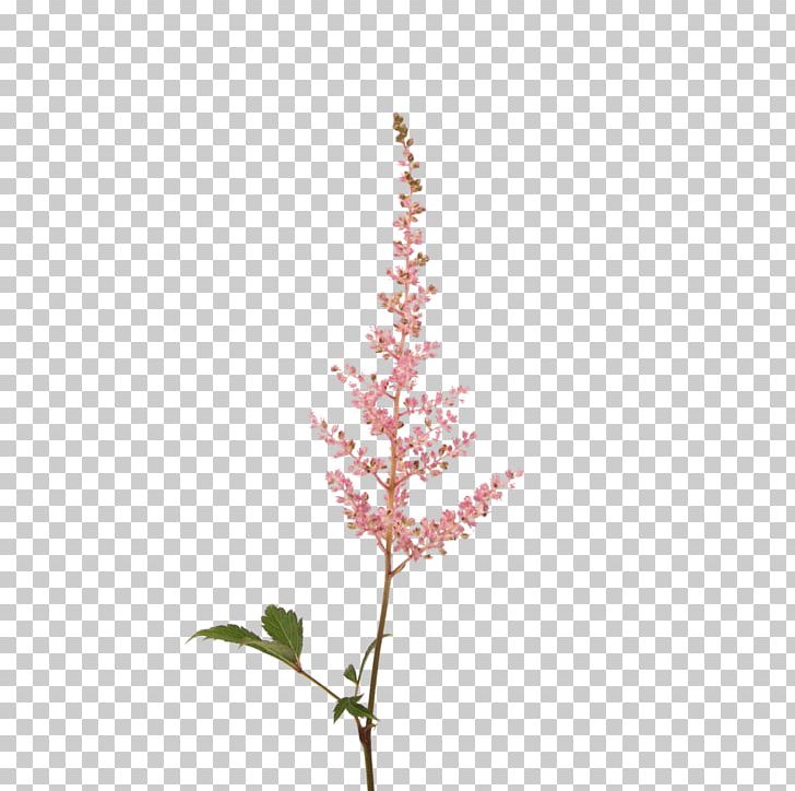 Flower Bouquet False Goat's Beard Cut Flowers Autumn PNG, Clipart, Autumn, Beard, Cut Flowers, False, Flower Bouquet Free PNG Download