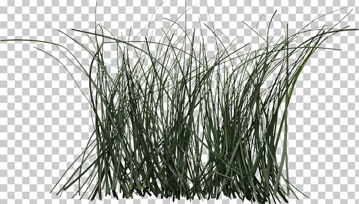 Grass Cymbopogon Citratus Plant Rattan Herb PNG, Clipart, Black And White, Branch, Cane, Commodity, Cymbopogon Citratus Free PNG Download