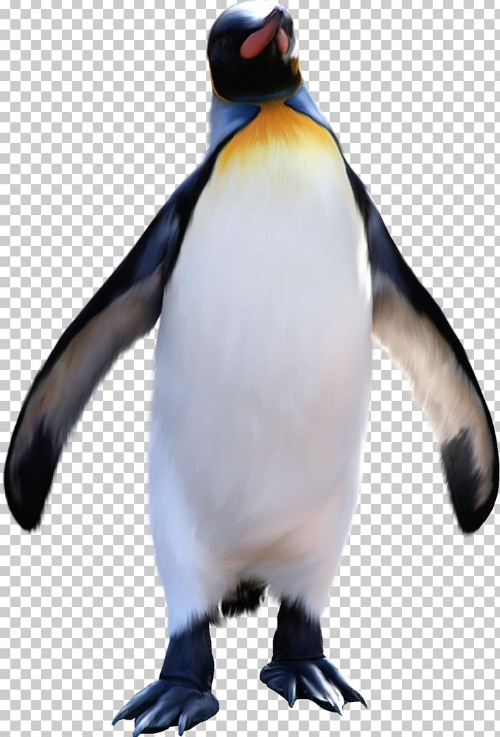 King Penguin Antarctic Emperor Penguin PNG, Clipart, Animal, Animals, Bird, Desktop Wallpaper, Earless Seal Free PNG Download
