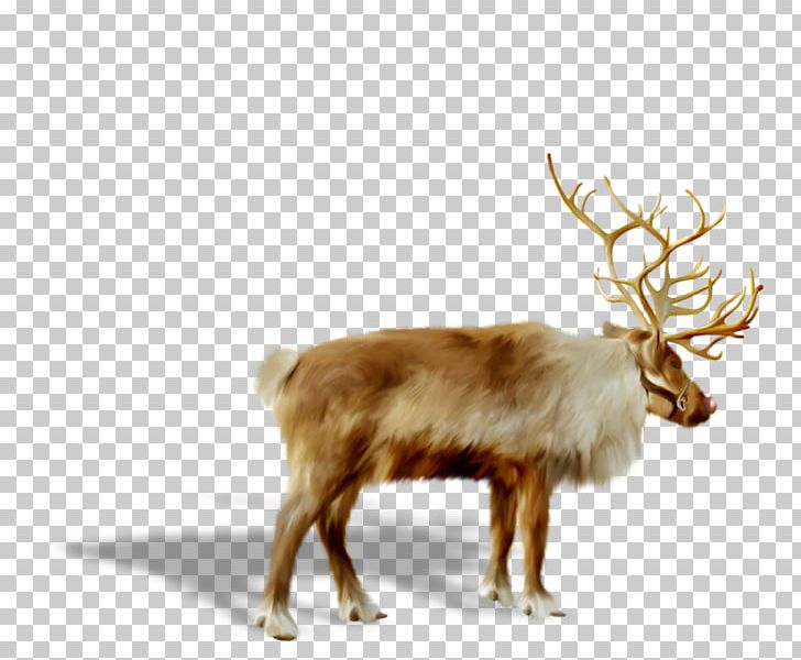 Reindeer Santa Claus Christmas PNG, Clipart, Antler, Antlers, Cartoon, Christmas Decoration, Christmas Ornament Free PNG Download
