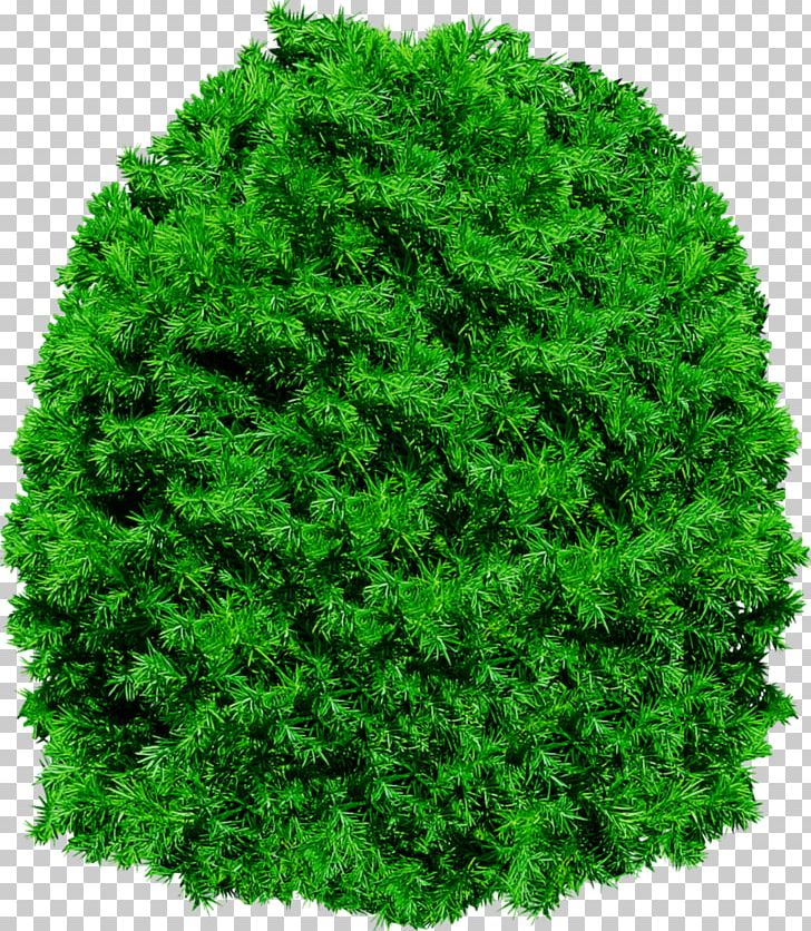 Tree PNG, Clipart, Biome, Computer Software, Conifer, Ecosystem, Evergreen Free PNG Download