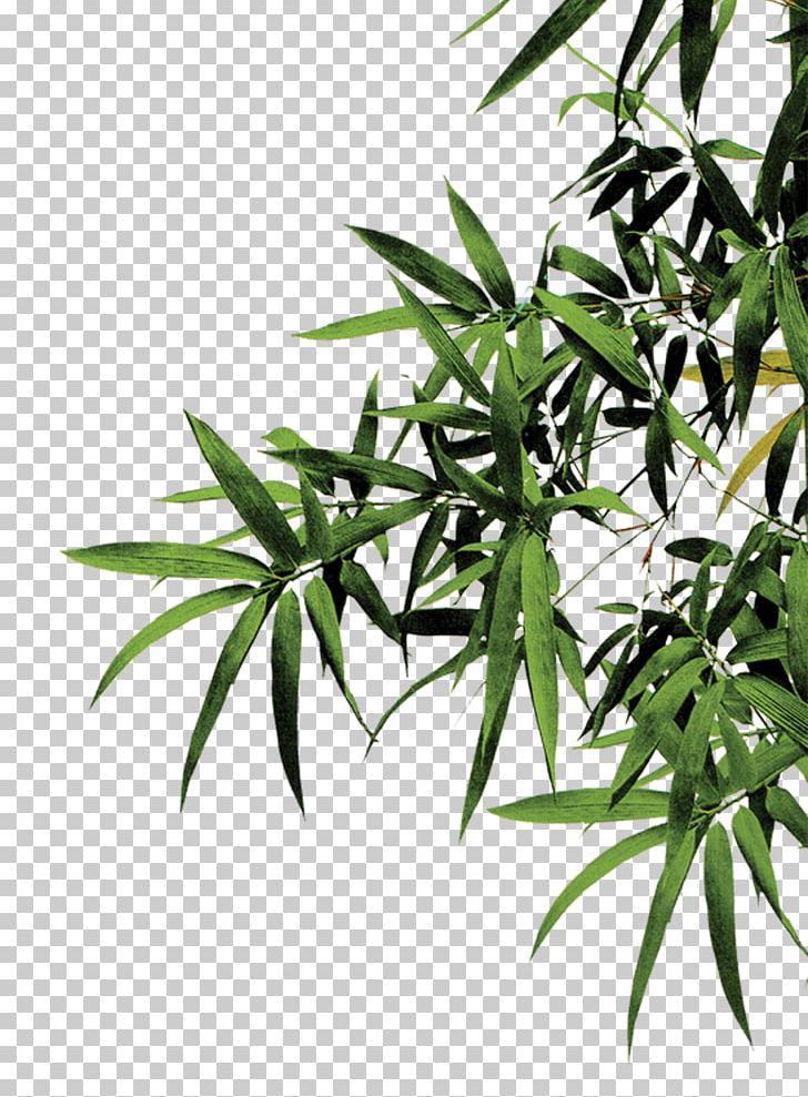 Bamboo Computer File PNG, Clipart, Background Green, Bamboo, Bamboo Leaves, Bamboo Textile, Branch Free PNG Download