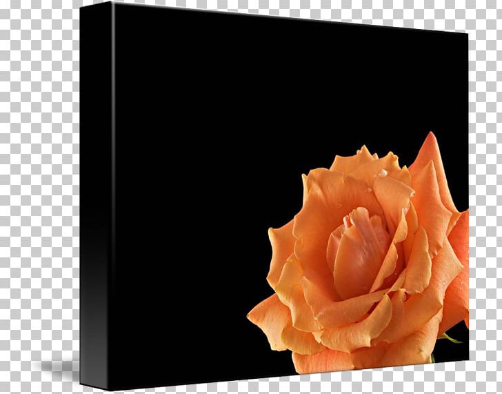 Rose Kind Orange Art Poster PNG, Clipart, Art, Black, Canvas, Flower, Flowering Plant Free PNG Download
