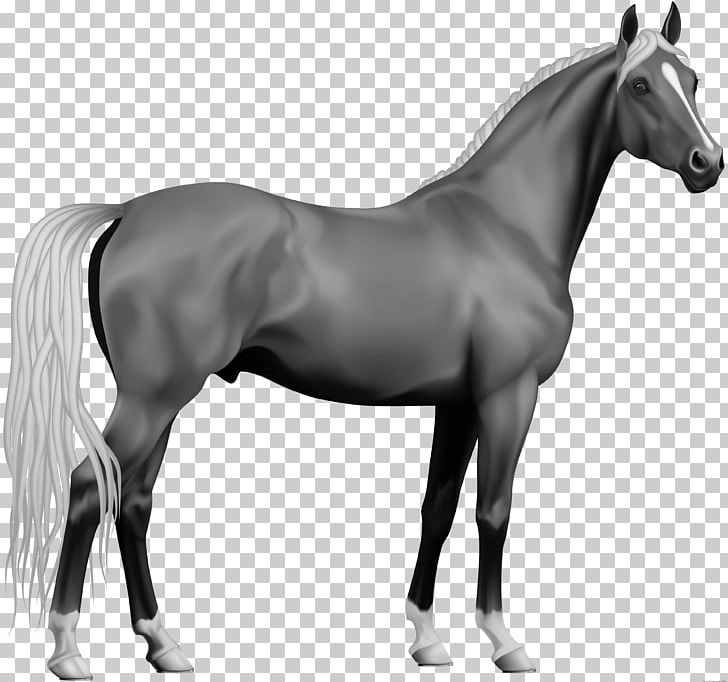 Appaloosa Andalusian Horse Pony Open PNG, Clipart, Appaloosa, Bay, Black, Black And White, Bridle Free PNG Download