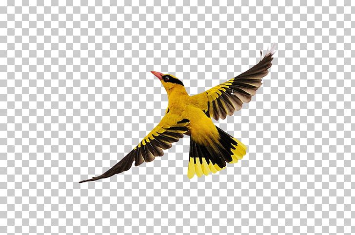 Bird Flight PNG, Clipart, Beak, Bird, Bird Cage, Bird Flight, Birds Free PNG Download