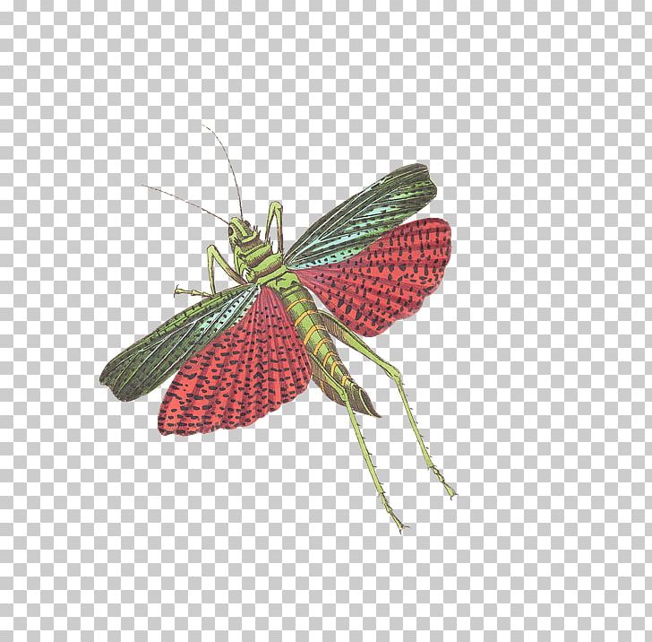 Insect Grasshopper Caelifera Illustration PNG, Clipart, Caelifera, Colour, Euclidean Vector, Fruit, Grasshopper Free PNG Download