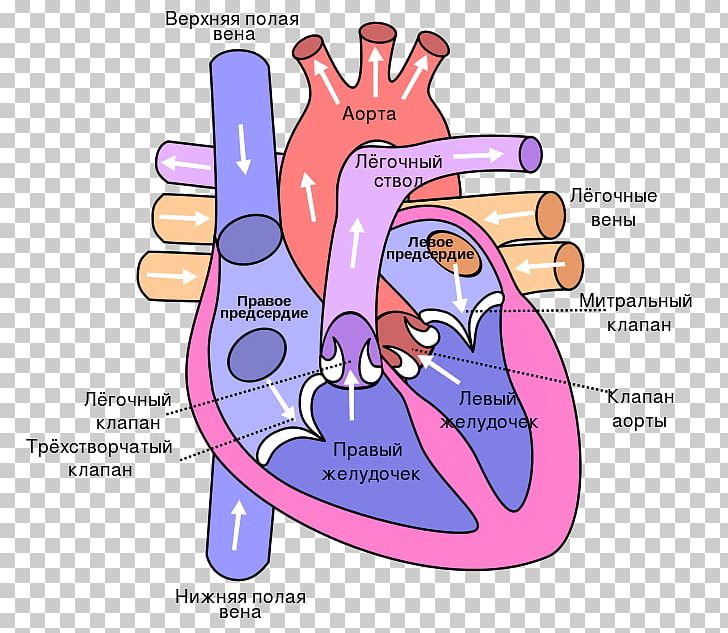 Anatomy Of The Heart Diagram Lung Circulatory System PNG, Clipart, Anatomy, Anatomy Of The Heart, Area, Artery, Card Free PNG Download